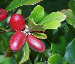 Buah Miracle ( Miracle Fruits ) Perubah Rasa [ www.BlogApaAja.com ]