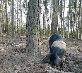 Wildpferde- und Haustierpark Liebenthal