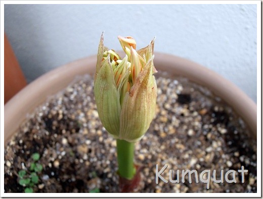 scadoxus 3