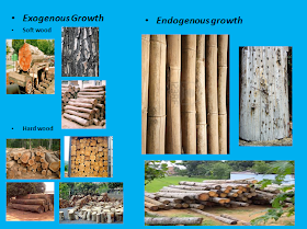growth of wood (exogenous and endogenous types of wood)