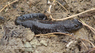 Triturus cristatus female DSC105334