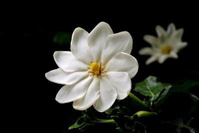 Gardenia thunbergia - Tree gardenia - White gardenia care and culture