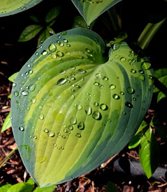 hostas.  I love them.