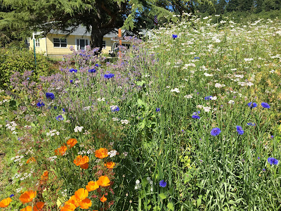 Flowers in the garden