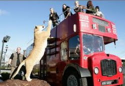 Kucing Raksasa Berkeliaran di London