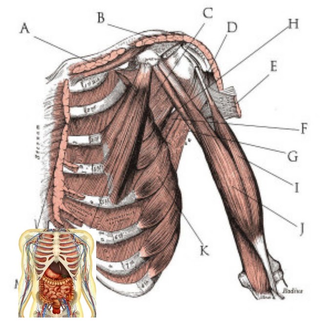 An Anatomy and Physiology Study Guide Make College Life Easier