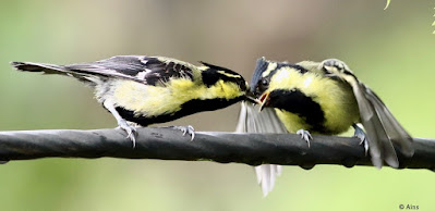 Indian Yellow Tit