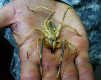 biggest camel spider in world. iggest camel spider in world.