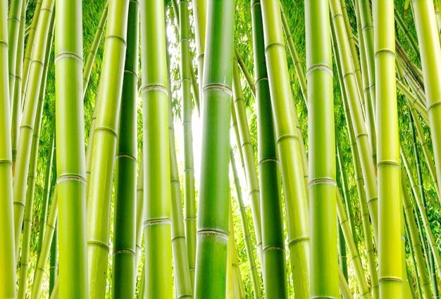 Sekilas Tentang Bambu Studi Bahan Bangunan Universitas 