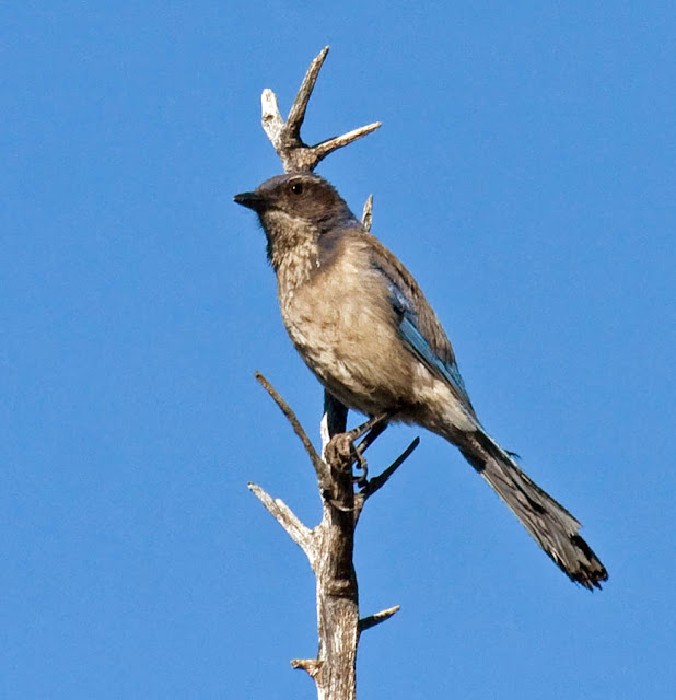 California Scrub-Jay