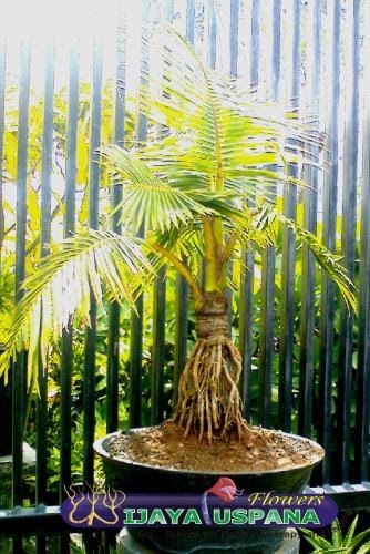 Bonsai kito Tehnik membuat Bonsai Kelapa 