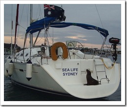 sealife3
