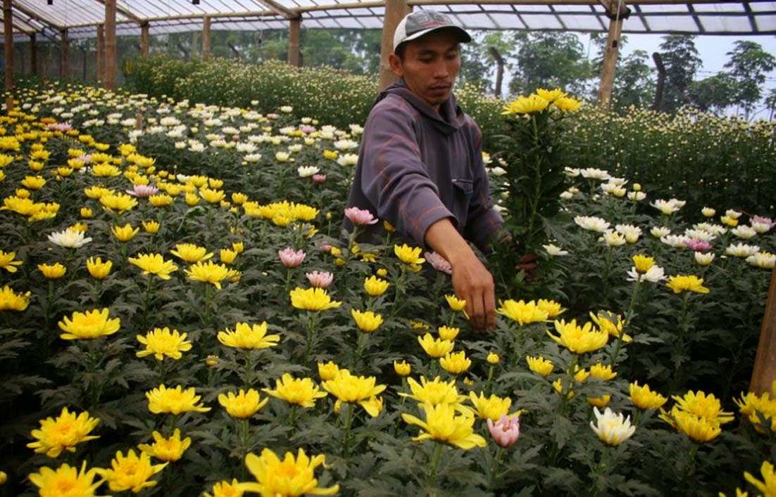 Rahasia Budidaya Bunga  Krisan  dan Cara Merawatnya Gambar 