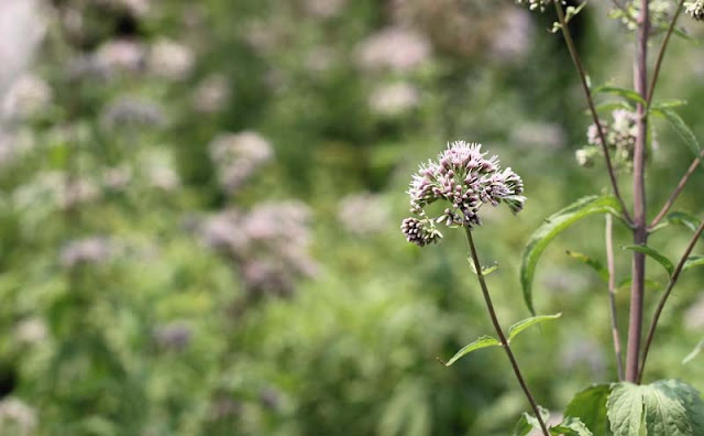 Joe-Pye Weed Flowers