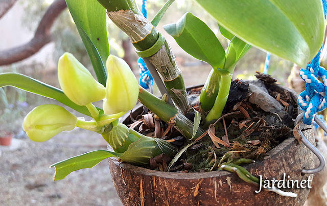 Orquídea dendrobium 