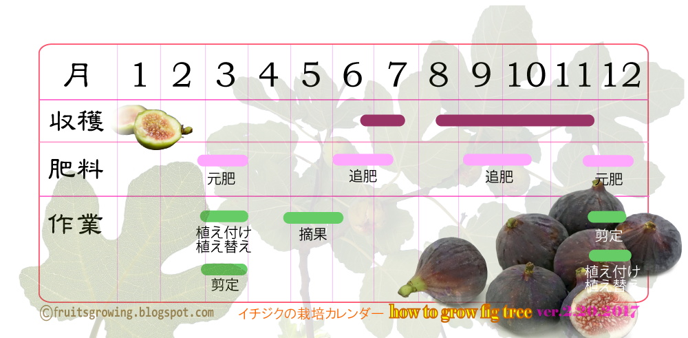 挿し木も簡単 鉢植えイチジクの木の育て方 おいしい鉢植え果樹の栽培育て方 自宅を果樹園に