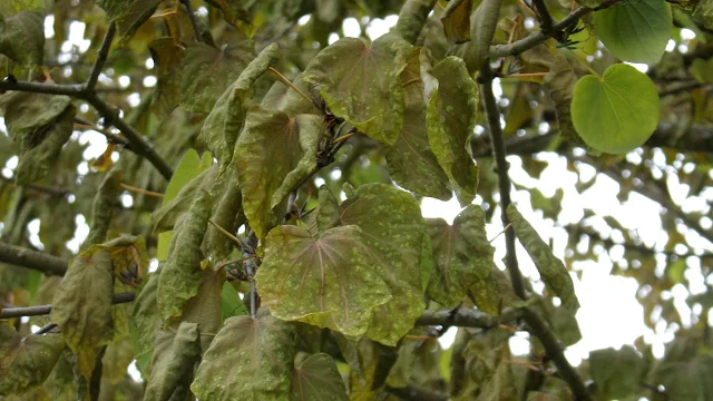 Frostschaden am Kuchenbaum, geknitterte Blätter