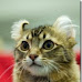 American curl pic for guide