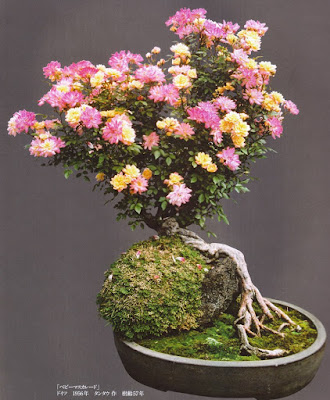 Bonsai Bunga Mawar