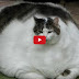 World's Fattest Cats