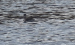 A view of a grebe that is either Eared or Horned. These are small birds, a little smaller than most ducks. They are found in similar places to ducks, but have different bill shapes, in this case, fairly short and pointed. Photo from Tim Brennan