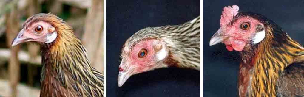  Ayam  Ngampus Ciri Ayam  Hutan  Merah Dan Ayam  Burgo