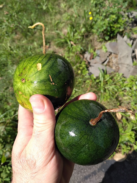 sugar baby watermelons very small