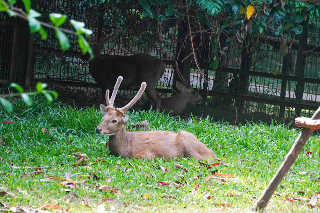 【富國島】觀光．越南最大野生動物園，近距離接觸動物｜Vinp