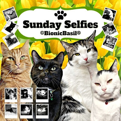 The Sunday Selfies Banner ©BionicBasil® March 2023