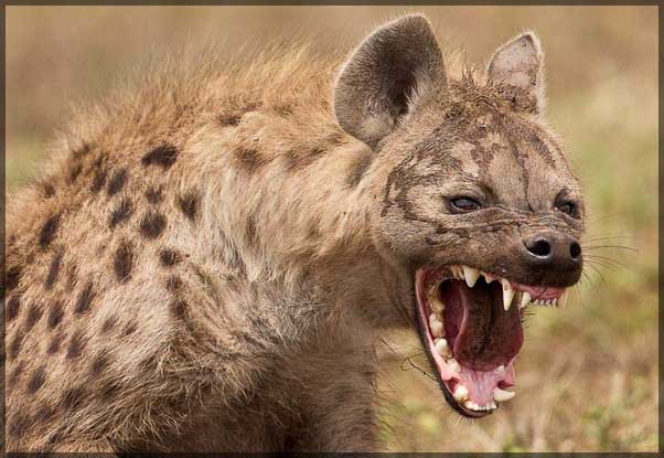 These 10 Animals Have The Strongest Bite Force - Unknown Facts