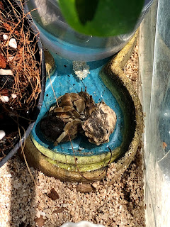 オカヤドカリ育成日記 宿替えで成長 3年目を迎えました モニオの部屋