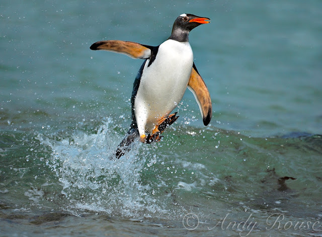 penguin bird photo