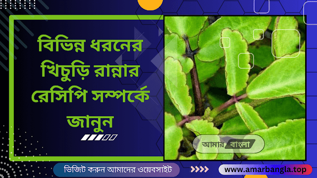 পাথর কুচি পাতার উপকারিতা