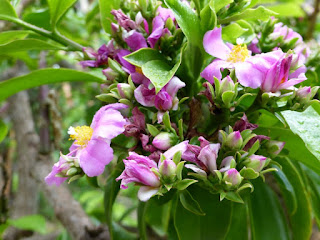 Pereskia grandifolia 