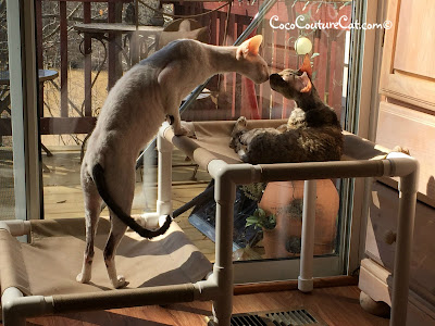 Coco, the Cornish Rex, and Nolo, the foster cat, kissing?
