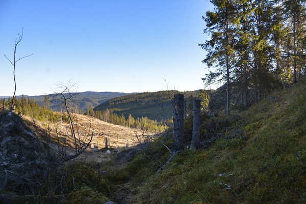 elvelsngs hølera