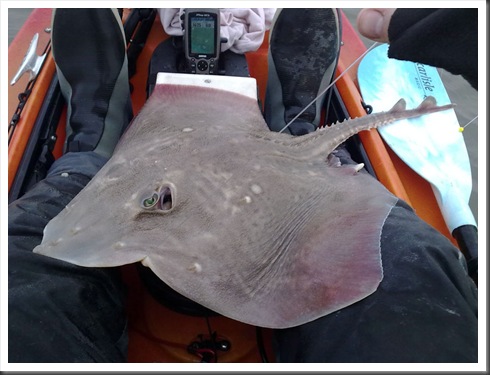 Thornback Ray