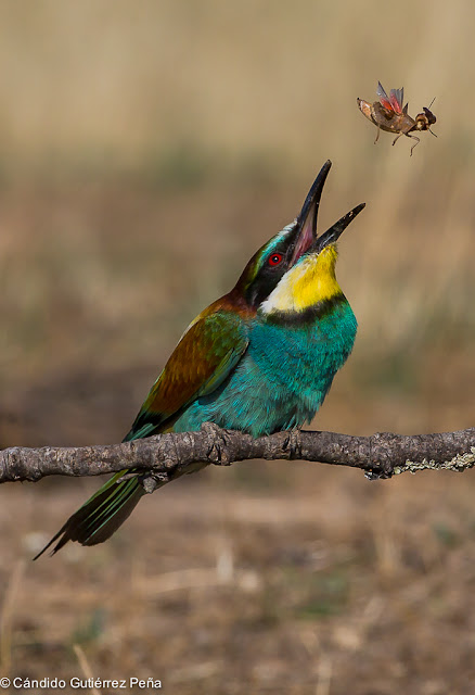 ABEJARUCO EUROPEO - Merops Apiaster