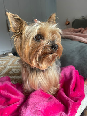 Holly 8 year old female Yorkie