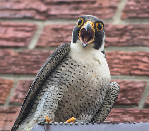 Peregrine Falcon at Arnhem Milnerton : Copyright Vernon Chalmers