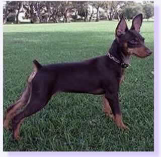 Miniature Pinscher