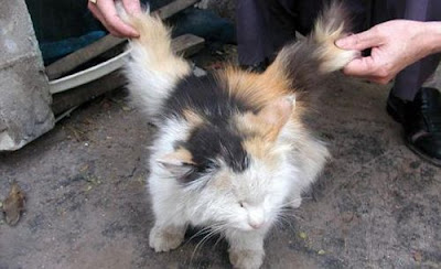 Cat Grows Wings