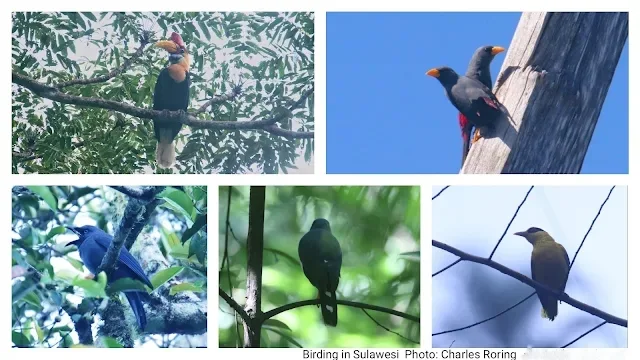 Birds of Sulawesi