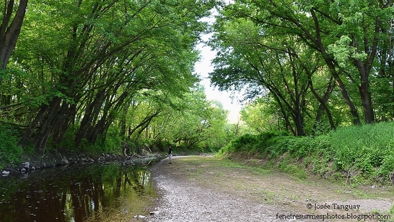 Rivière chassé entourée d'arbres matures