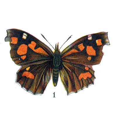 clip art flowers and clip art butterflies. clip art flowers and