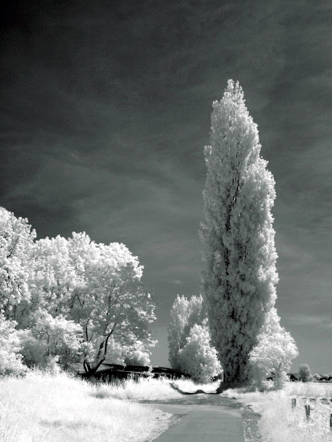 Infraroodfoto van bomen, Westervoort, Robert van der Kroft, mei 2018