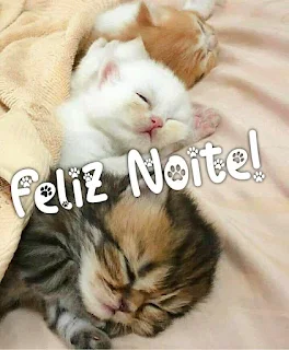 Boa noite de gatinhos