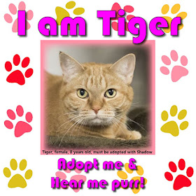Tiger is a female orange tabby cat, 8 years old, who must be adopted with her sister Shadow