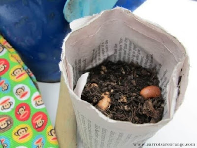 Close up of beans planted in a homemade newspaper flowerpot