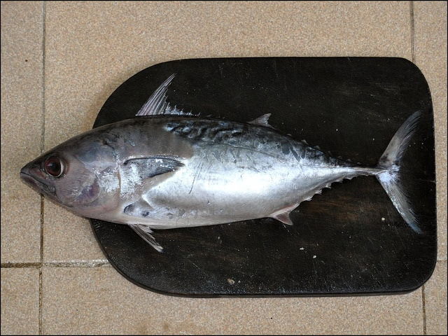 Gambar Ikan Tongkol